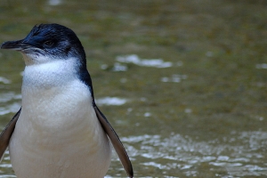 Featherdale Wildlife Park